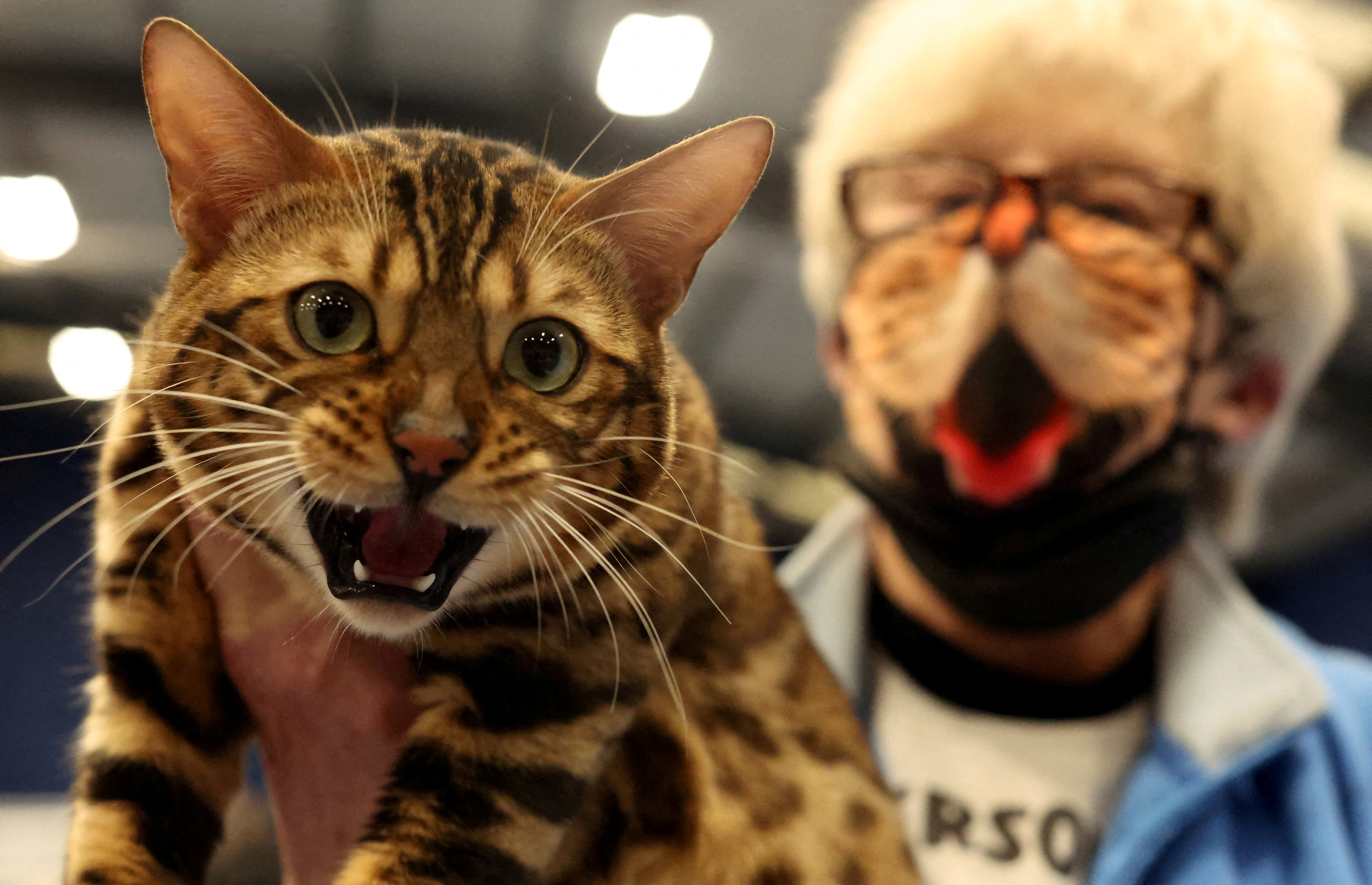 Los gatos son expertos manipuladores de los seres humanos convivientes (Reuters)