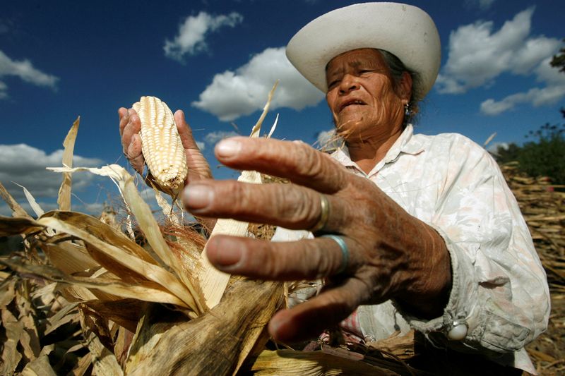 Stock image.  Encarnación Torres, 66, harvests corn near the town of San Nicolás de los Ranchos in the state of Puebla, Mexico.  January 17, 2007. REUTERS/Imelda Medina