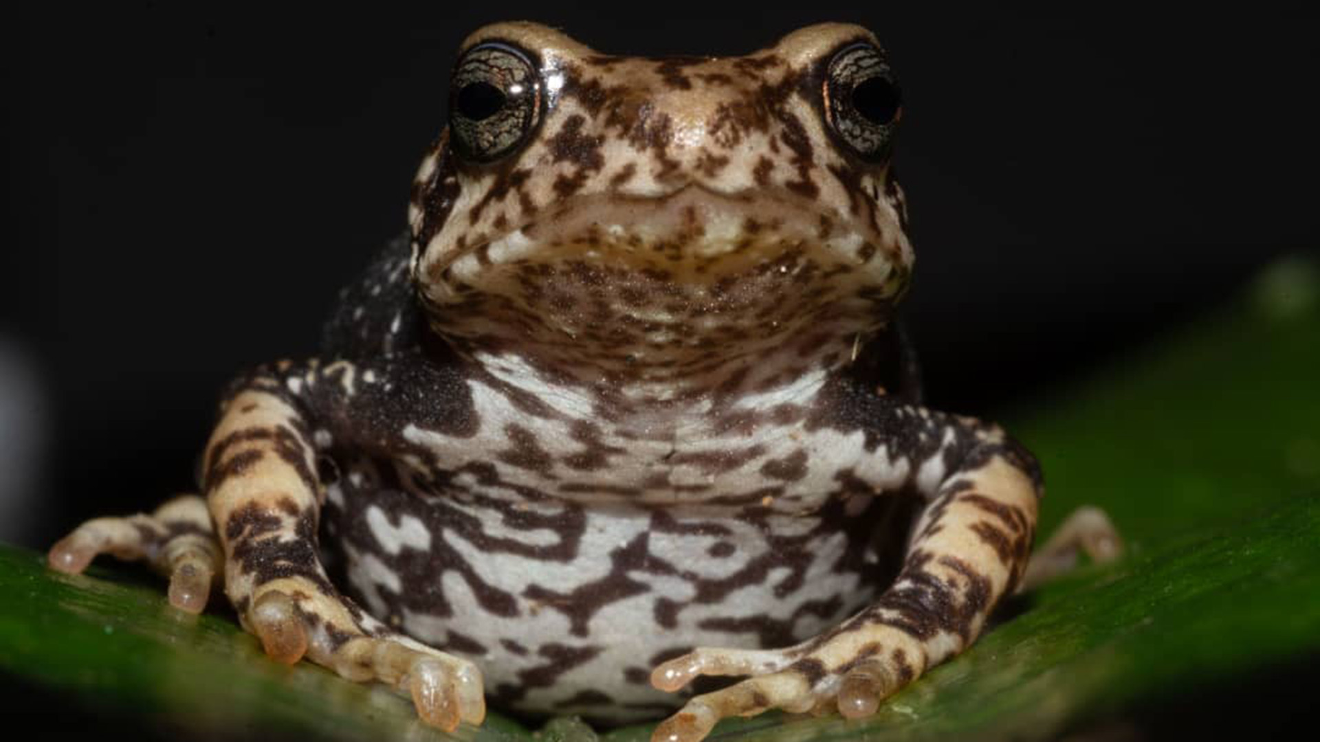 Unidad forzada o competir para legitimar: la nueva disputa de poder que aparece por el PJ Bonaerense