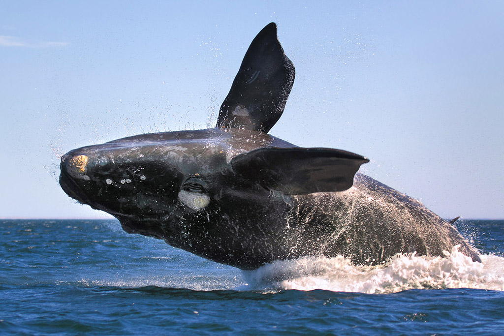 Esta zona se convirtió en un área de descanso para muchas ballenas, las cuales pueden ser vistas durante los meses de marzo, abril y mayo cuando emprenden su vuelta hacia las zonas de reproducción en aguas cálidas (Darío Podestá / Argentina Photo Workshops)