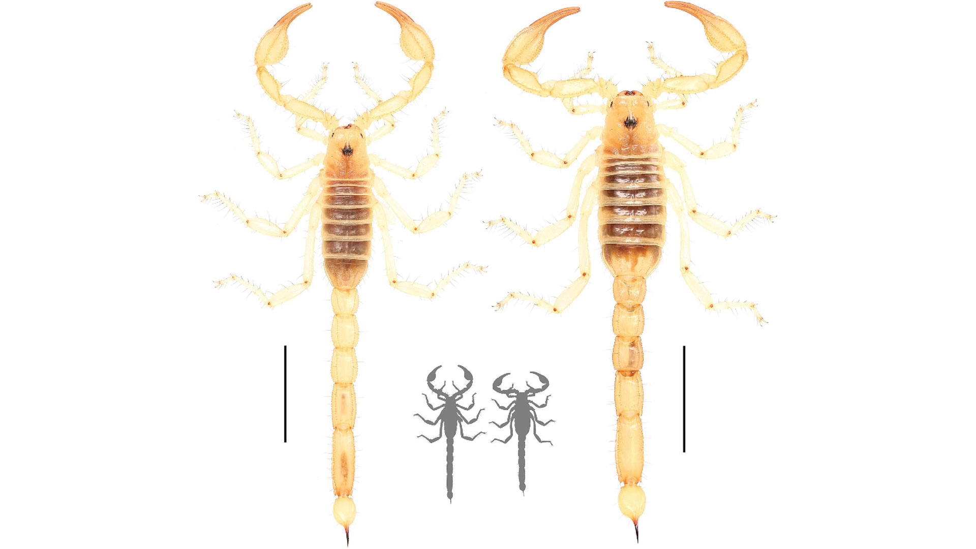 Hábito dorsal de Paruroctonus conclusus: macho holotipo (izquierda) y hembra paratipo (derecha). Barras de escala 10 mm, siluetas a escala / Gentileza Gayle Laird, Academia de Ciencias de California