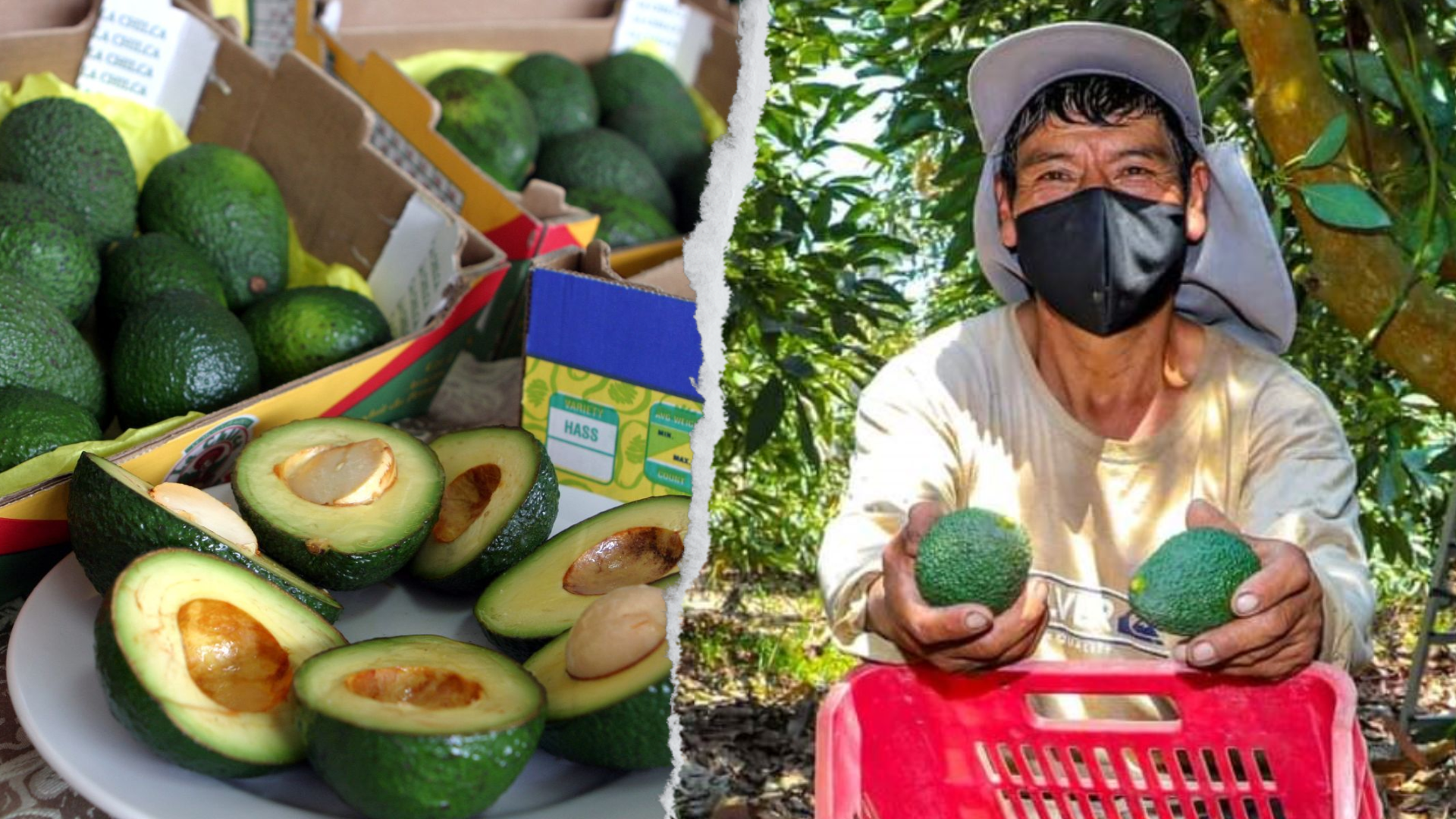 Para el 2021 se identificó alrededor de 5,000 pequeños productores que se dedican al cultivo de palta en Perú.