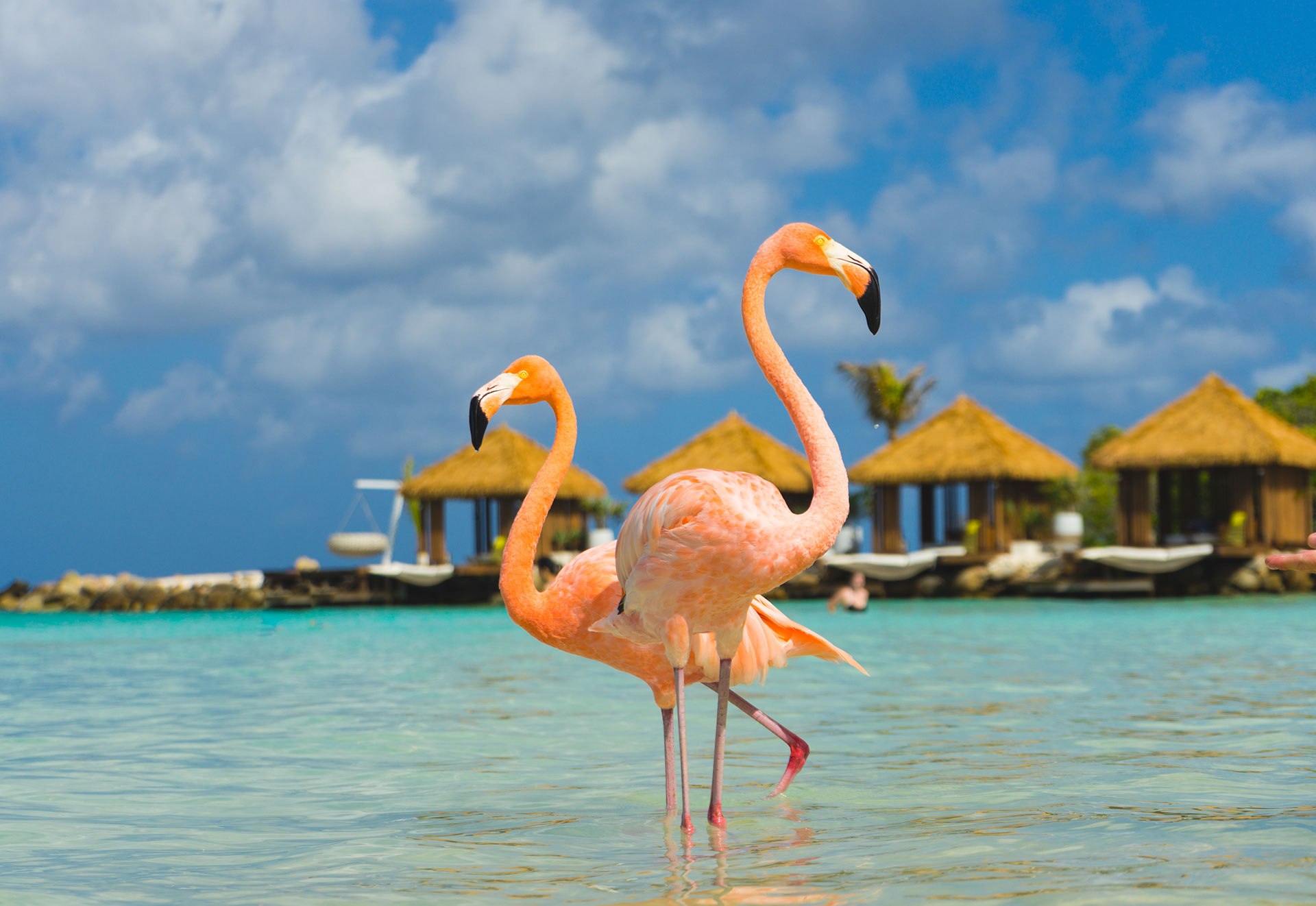 La isla Renaissance tiene las únicas playas privadas de Aruba y ahí se pueden ver los famosos flamencos rosados