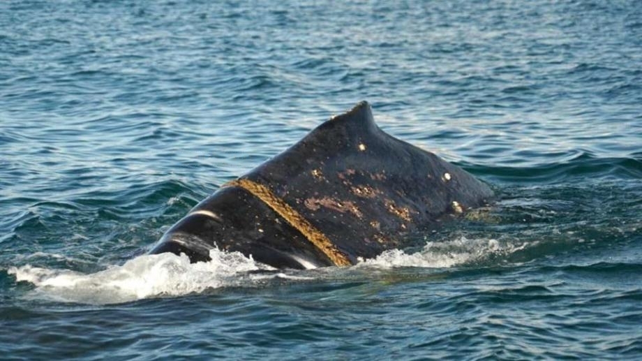 Detectaron una ballena enredada con una soga en Puerto Madryn 