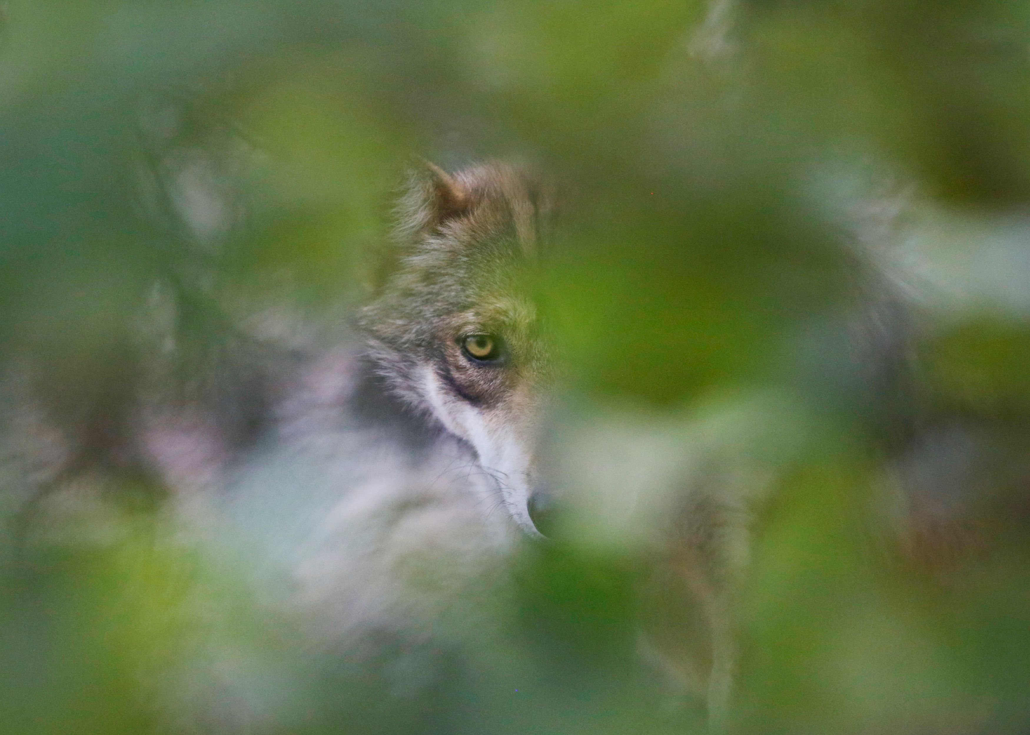 Un lobo gris mexicano, una especie nativa en peligro de extinción, es fotografiado a través de un árbol en su recinto en el Museo del Desierto en Saltillo, México, 1 de julio de 2020. (Foto: REUTERS / Daniel Becerril)