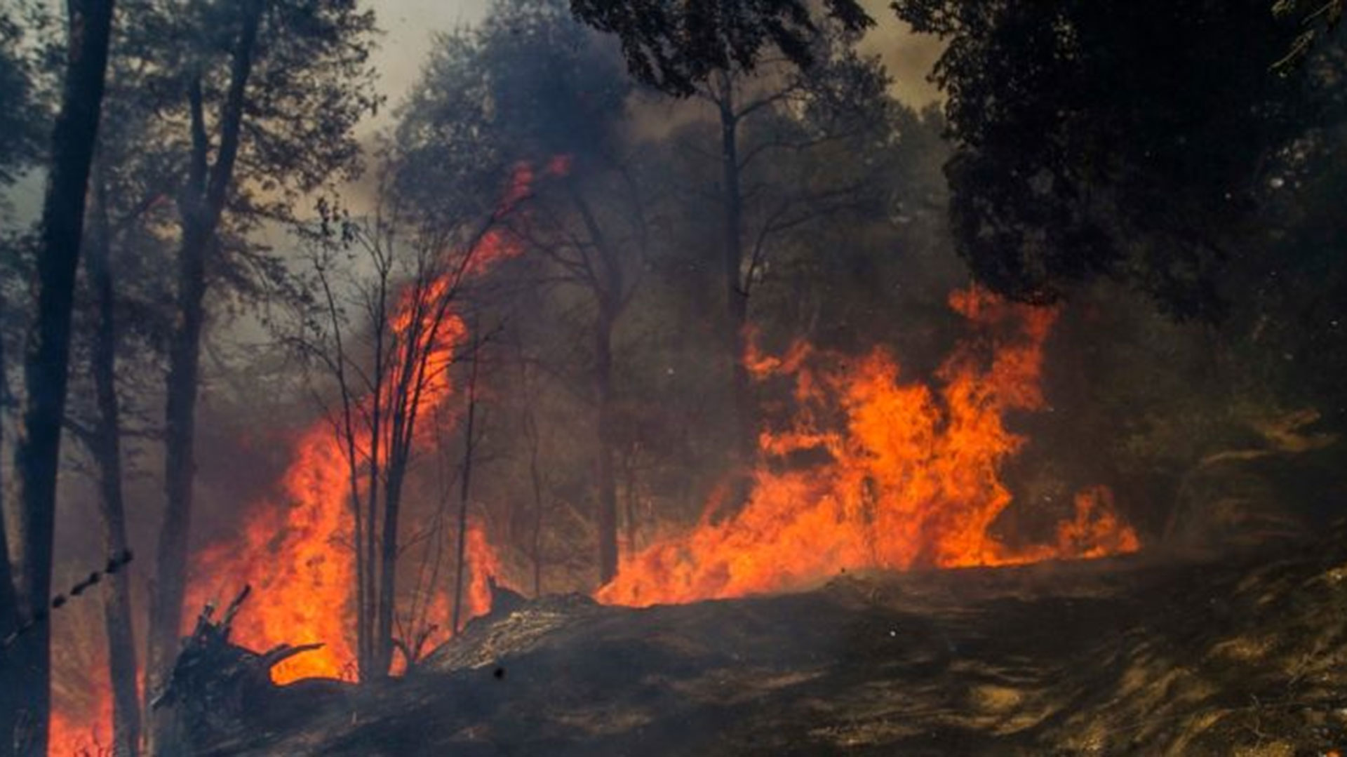 Las pérdidas estimadas por los incendios forestales en el país ascienden a $ 3.850 billones