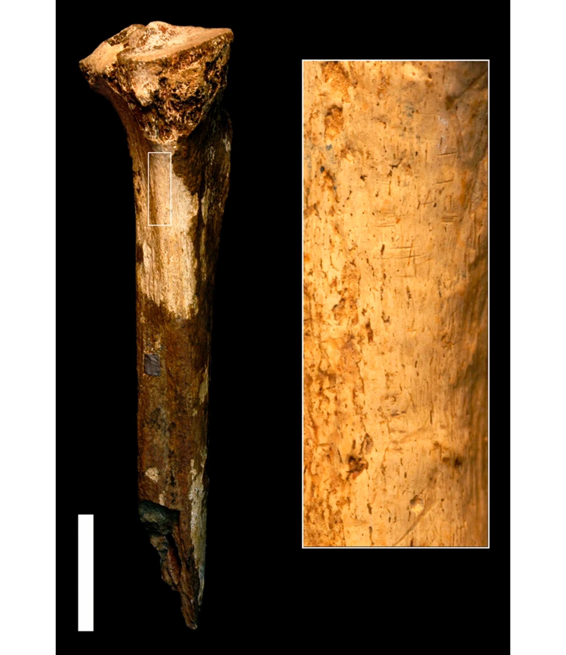 La paleoantropóloga Briana Pobiner, del Museo Nacional de Historia Natural del Smithsonian, encontró esta tibia de homínido en el Museo Nacional de Nairobi, en Kenia. El área ampliada muestra marcas de corte. (Jennifer Clark)