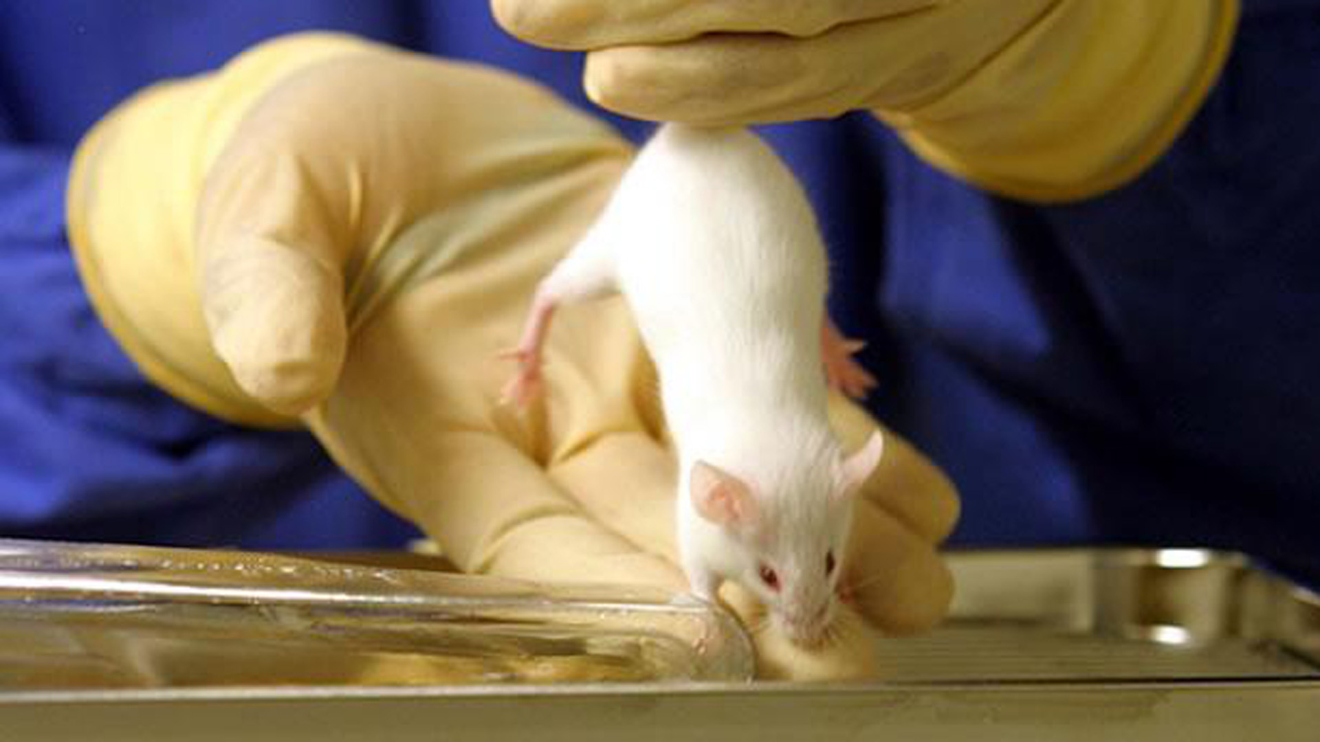 Y pese a que la investigación actual se llevó a cabo en modelos de ratones, los investigadores están desarrollando un modelo análogo para el desarrollo de embriones humanos