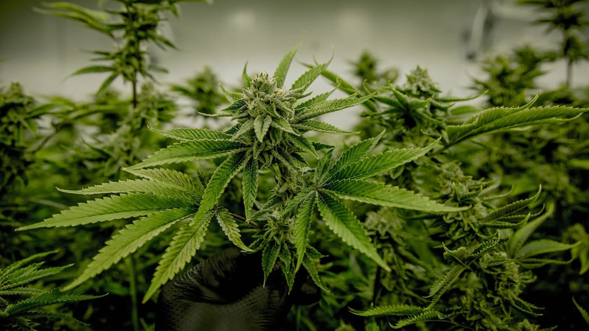 Industria de cannabis medicinal en Colombia, busca la aprobación del decreto para la exportación. Imagen de referencia.