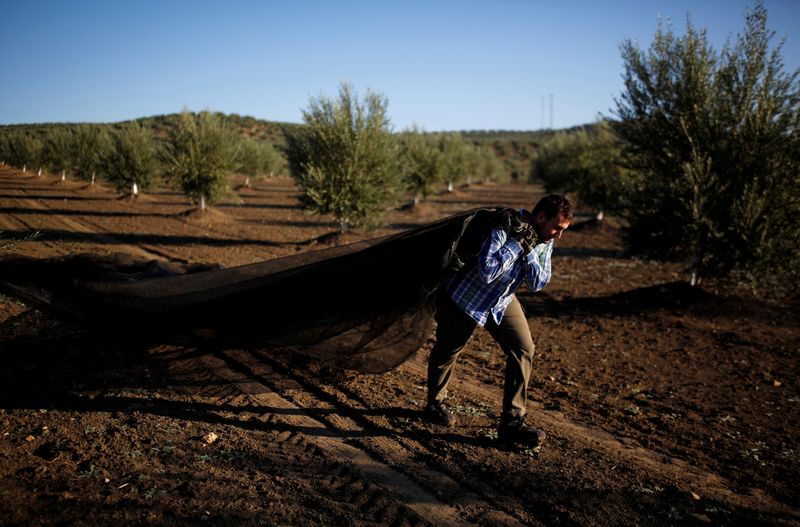 Un trabajador cosecha aceitunas en un olivar en Porcuna, al sur de España. 15 de octubre de 2019. REUTERS/Marcelo del Pozo/Archivo