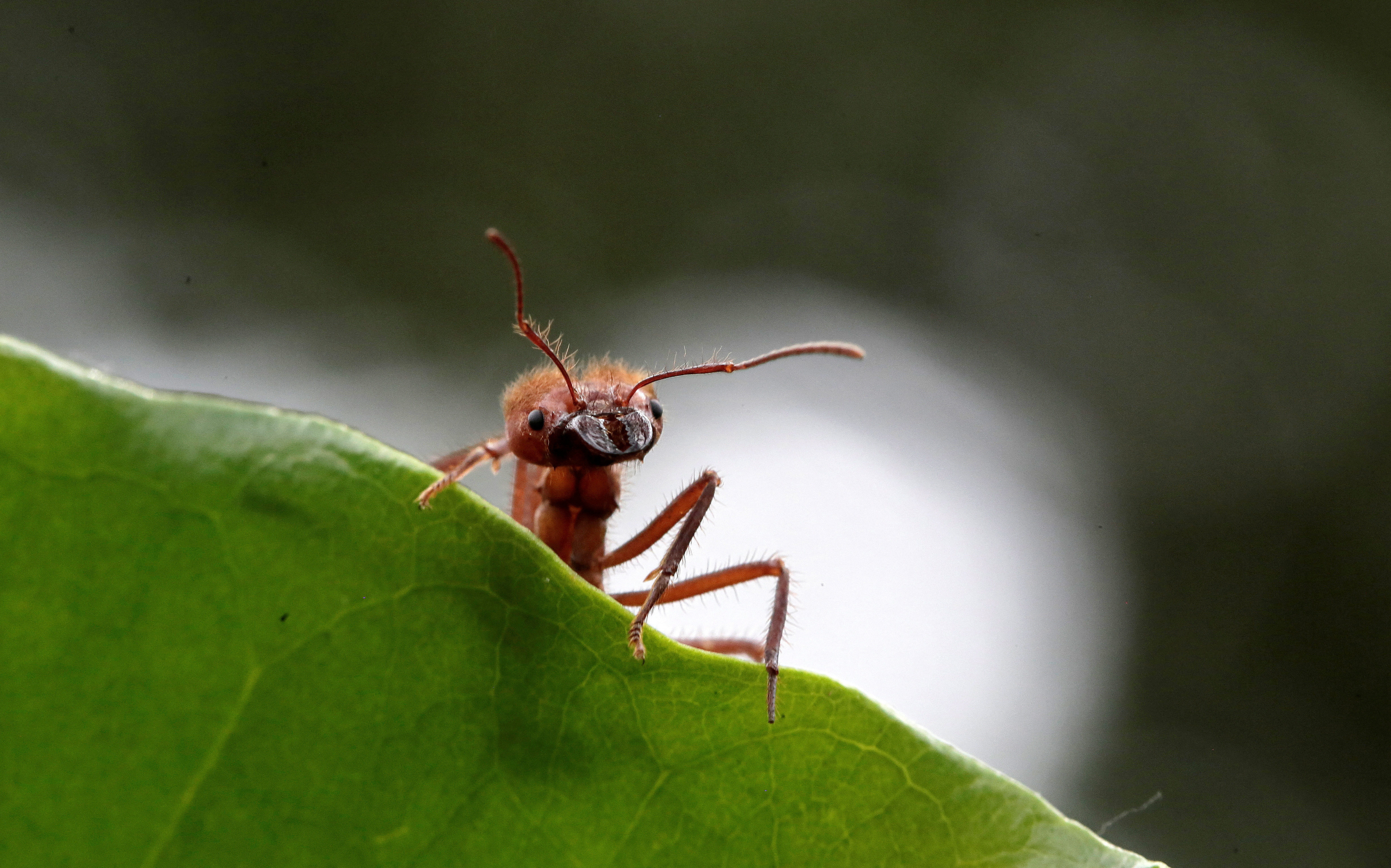 Aunque tienen alas y dependen de sus compañeras hormigas clonadoras para que las cuiden, estas mutantes parecidas a reinas a veces transportan larvas como las obreras (REUTERS)