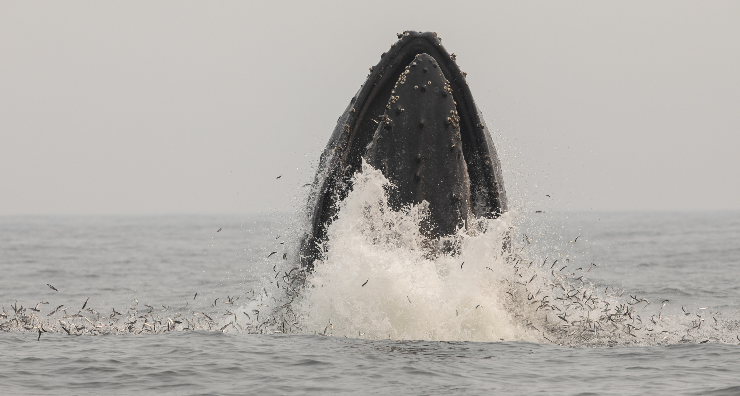 ballena derramada de petroleo