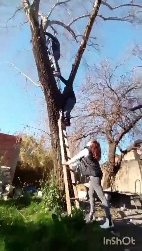 Rescataron a un gato que permaneció durante cuatro días en lo alto de un árbol en Merlo