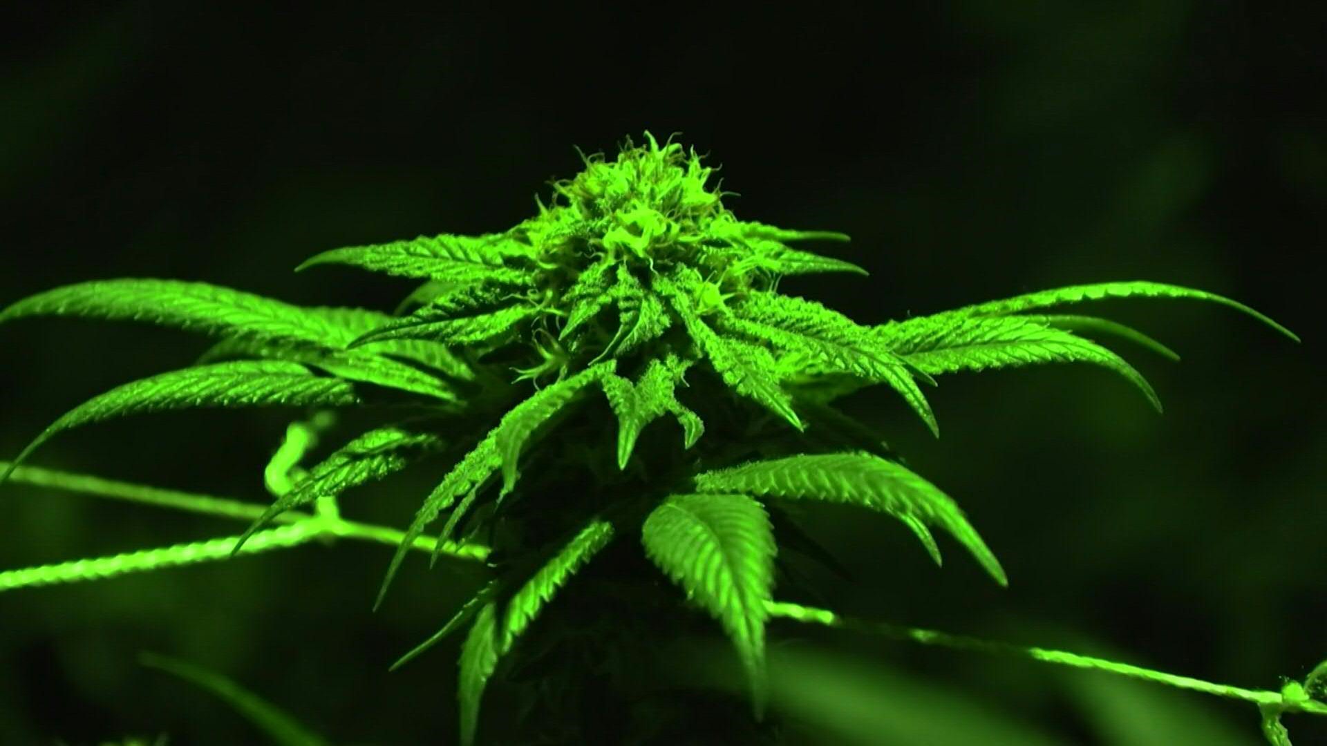 Fortalecer la industria del cannabis ayudaría a la política de drogas,  asegura gremio de cultivadores - Infobae