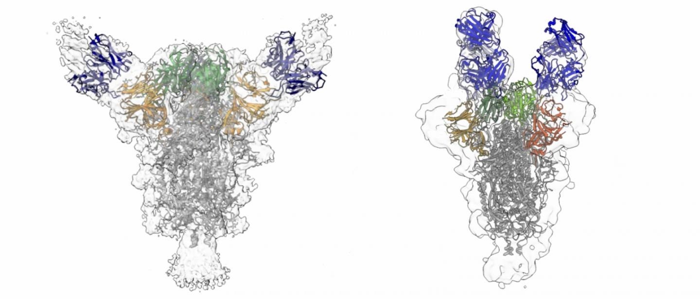 Las reconstrucciones muestran cómo dos anticuerpos diferentes (azules) se unen a la proteína de punta del virus del SARS-CoV-2. (NHI)

