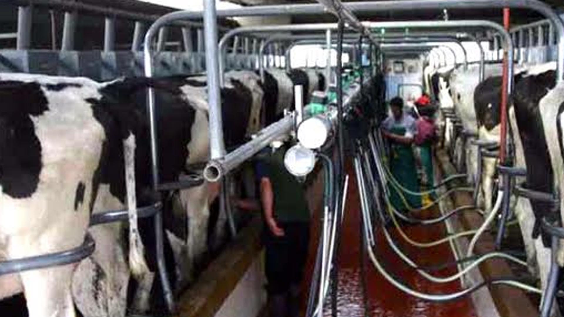 Muchos tamberos que proveían de leche a Sancor dejaron de venderle, por la crisis de la Cooperativa