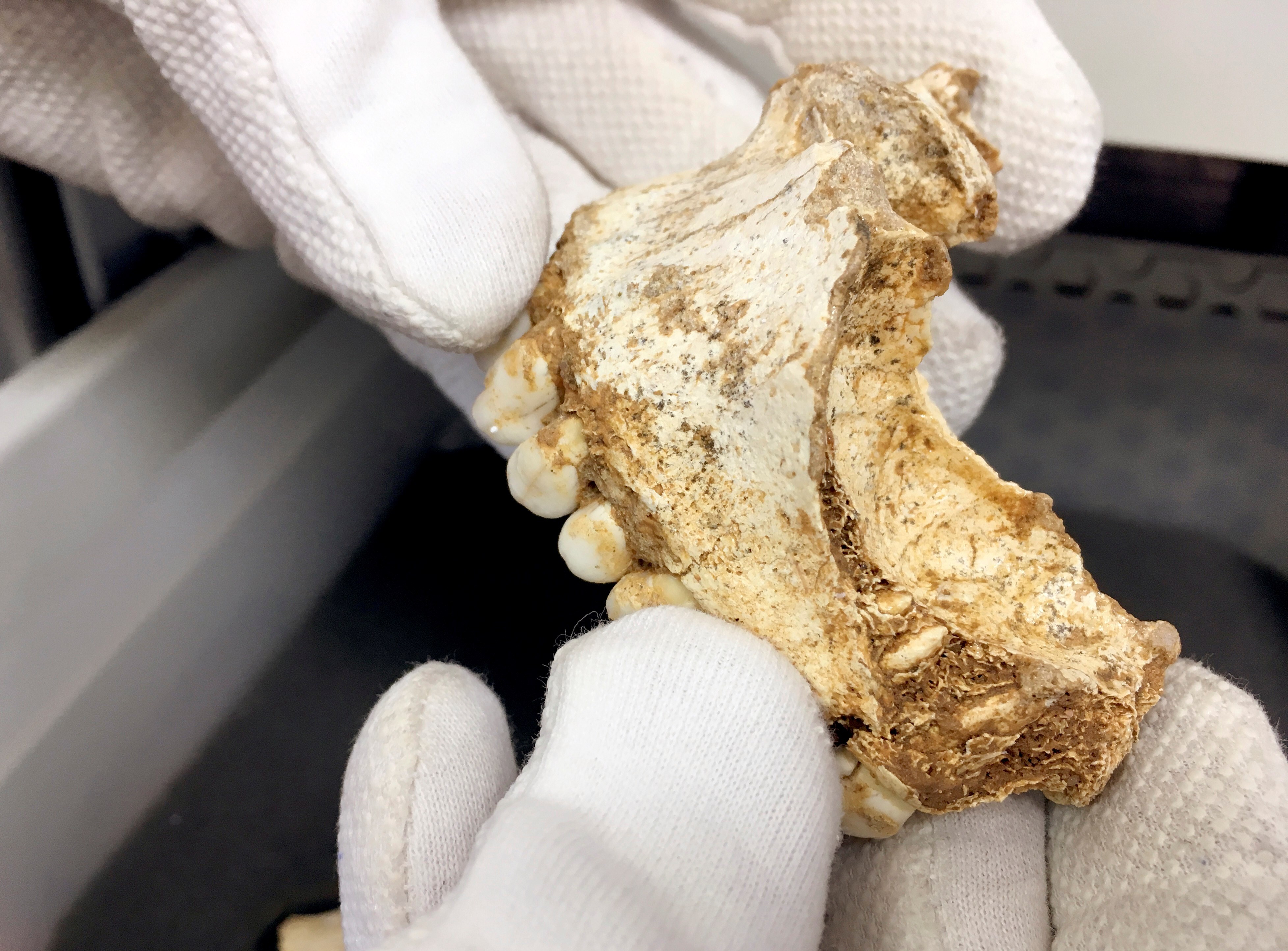 Los restos de ADN que sirvieron para este hallazgo provinieron de fragmentos de dientes y huesos / EFE/Noemí Gómez/Archivo
