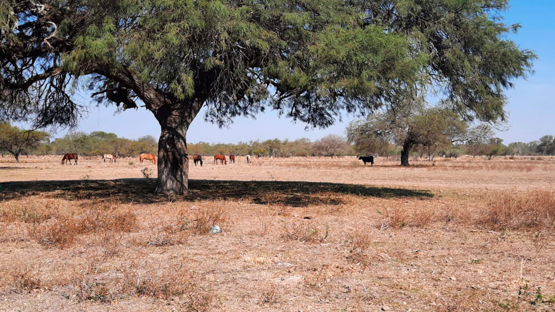 Por la sequía en Chaco y en otras regiones, dirigentes de Coninagro mantuvieron reuniones con productores de las regiones afectadas por la situación climática adversa