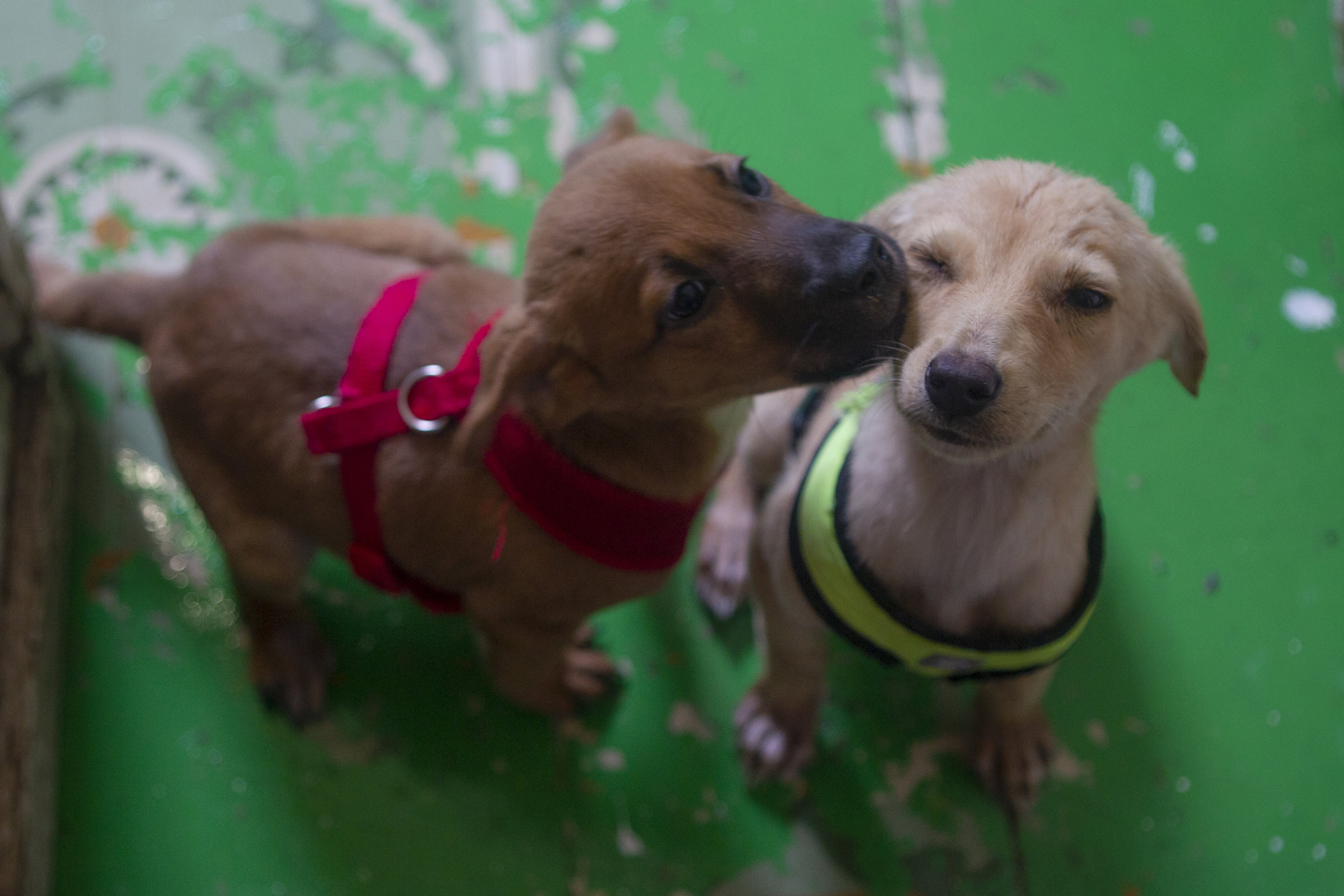 Los investigadores involucraron a los cachorros en cuatro tareas diferentes (Foto: Karina Hernández / Infobae)