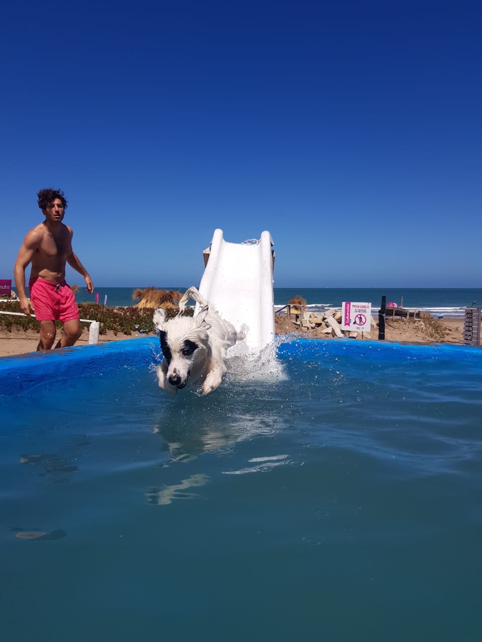 Las playas cuentan con piscinas para perros