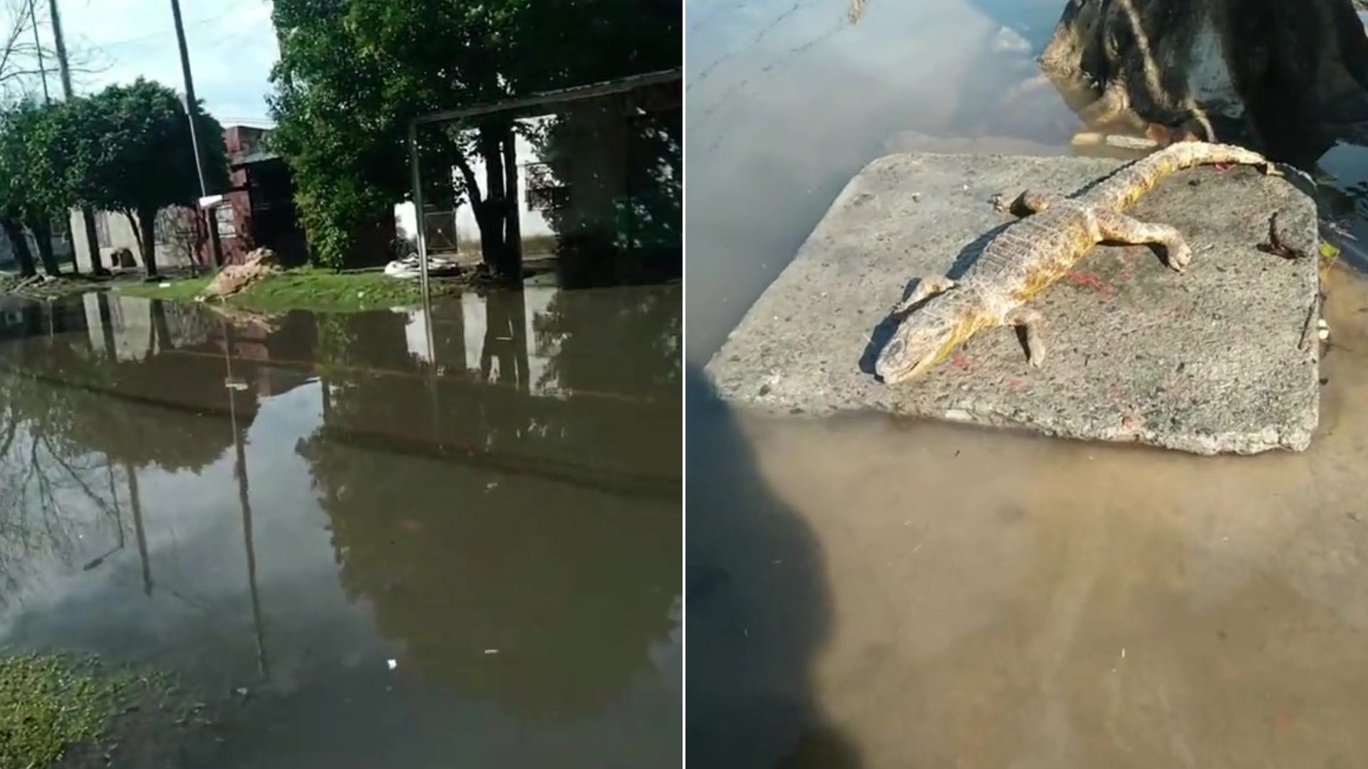 Grabó las inundaciones en Monte Chingolo y se encontró inesperadamente con un cocodrilo