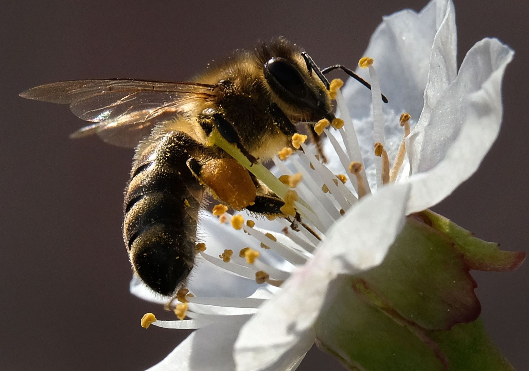 Las abejas recolectoras tienen la clave para el estudio de las ciudades (Andina)