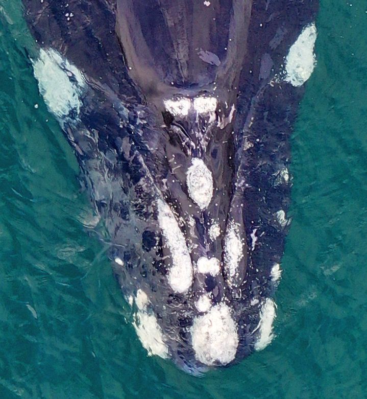 Esta ballena franca recibió el nombre de Megara, que significa "primera". Fue el primer ejemplar que se incorporó en el catálogo de fotoidentificación del Golfo San Matías /Fundación Azara