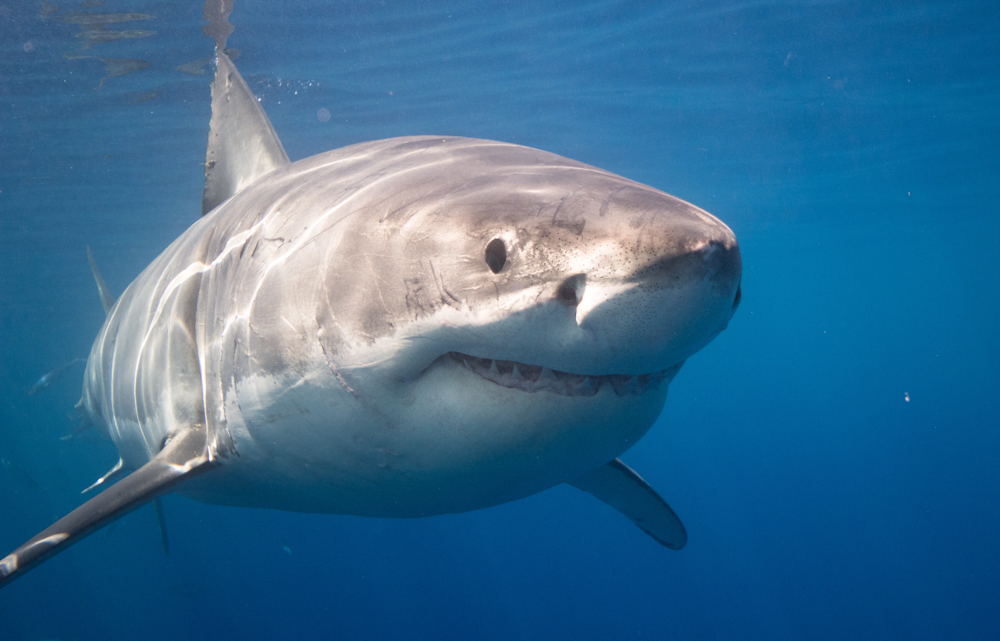 La Isla Guadalupe en Baja California es uno de los mejores lugares del mundo para observar los tiburones blancos (Foto: CONANP)