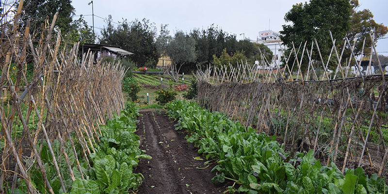 El Programa de Agricultura Urbana nació como una política para combatir el hambre y la pobreza en plena crisis de 2001 y hoy es parte del paisaje de Rosario, con 30 hectáreas de huertas, a las que se suman 120 en el llamado “cinturón verde” de la ciudad (Gentileza Programa de Agricultura Urbana)