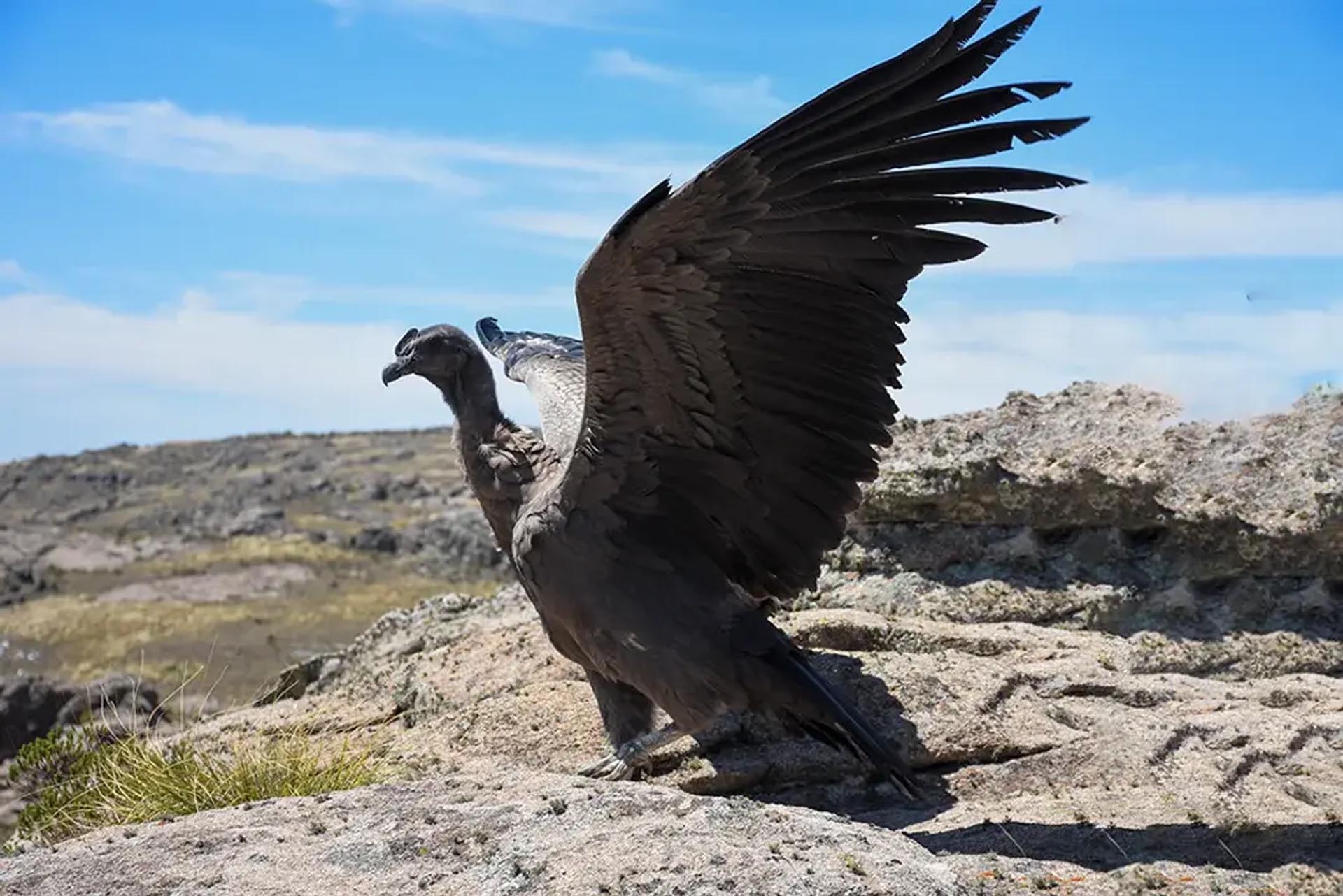 EEUU impulsa un frente en la guerra fría por los minerales críticos: el rol estratégico de la Argentina
