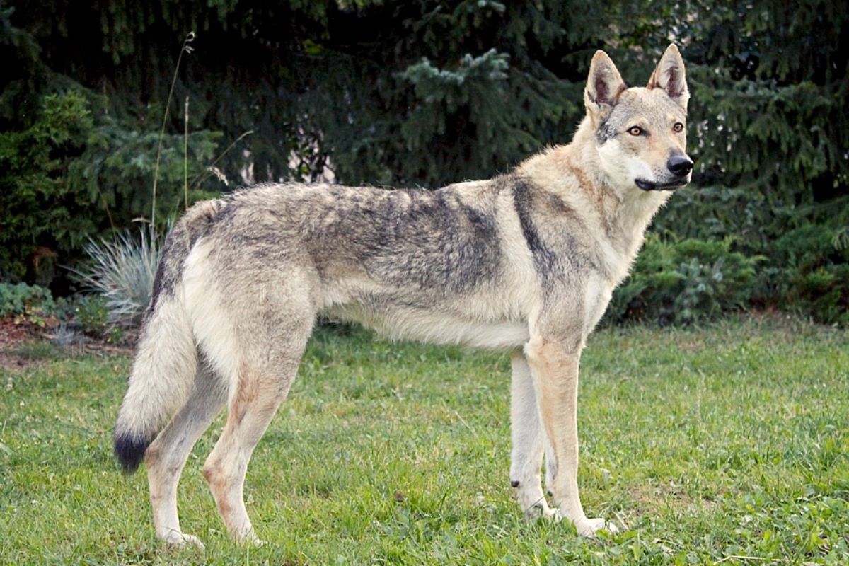 Científicos descubrieron que tanto los perros primitivos como los modernos son genéticamente más similares a los lobos antiguos de Asia que a los de Europa. (Foto:Captura)