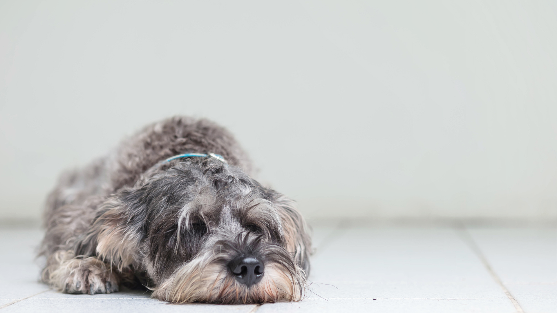 Un estudio elaborado por la Clínica Mayo dice que dejar que tu perro duerma en tu dormitorio en realidad puede mejorar la eficiencia del sueño (Getty Images)
