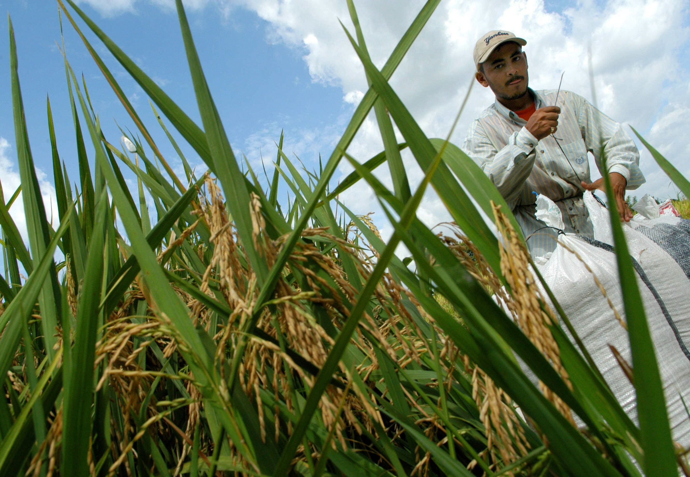 Denuncian Que Se Perdieron De Cosechar Miles De Toneladas De Arroz En Uruguay Por La Falta De 8419