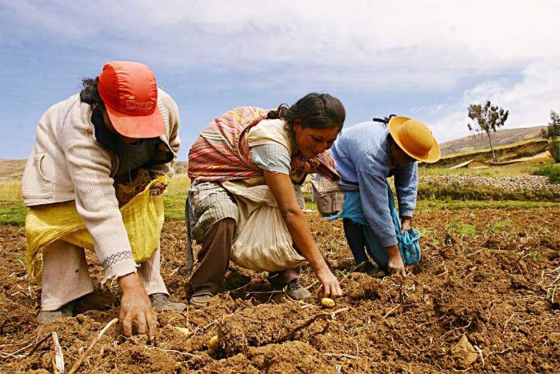 Agricultores peruanos perdieron la esperanza en la llegada de urea al país. (Andina)