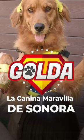 De acuerdo con la fiscal del estado, la perrita agilizó el número de sesiones con los menores para que declarasen (foto: FGJE Sonora)