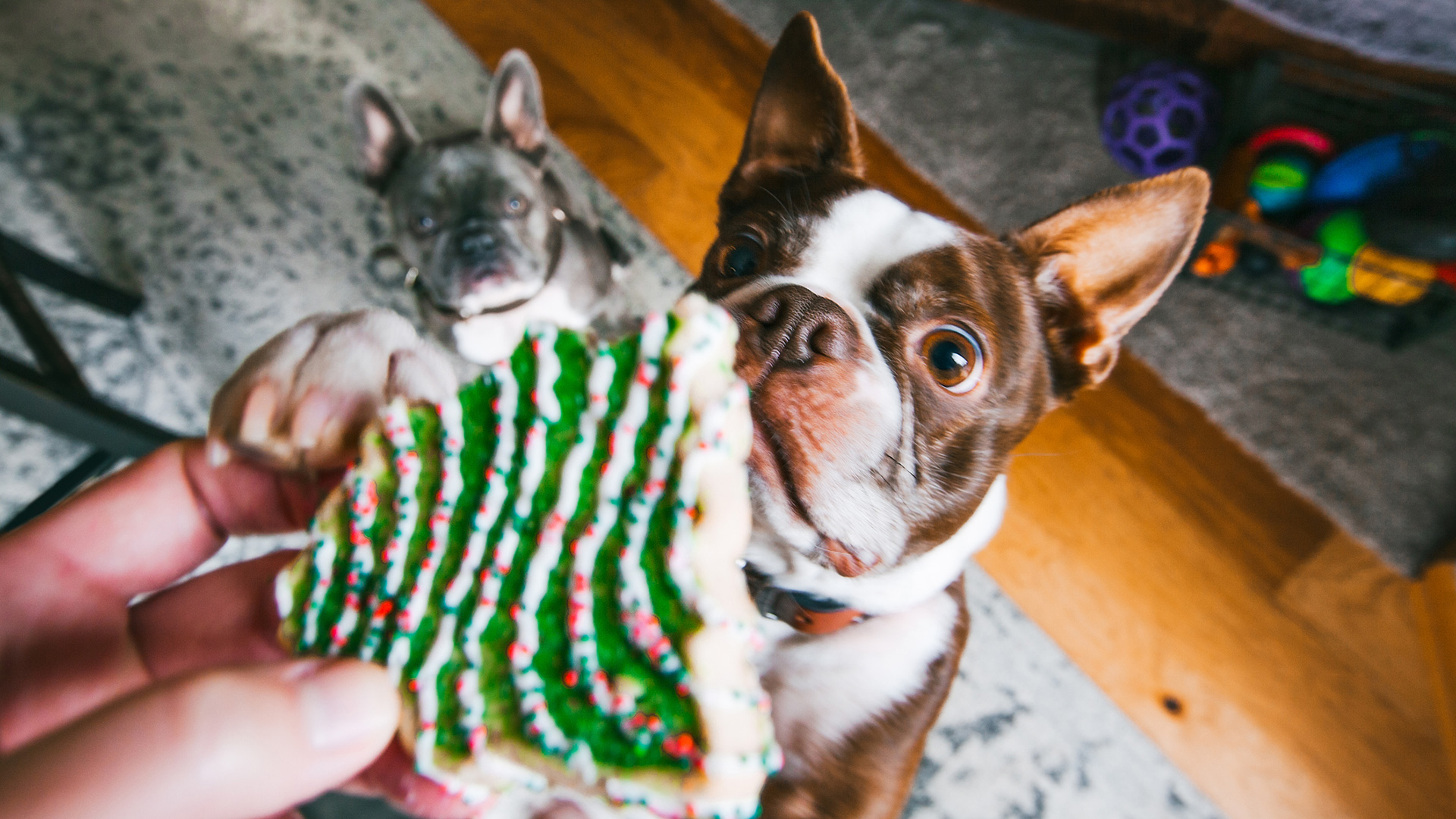 12 comidas de las Fiestas que un perro no debería comer