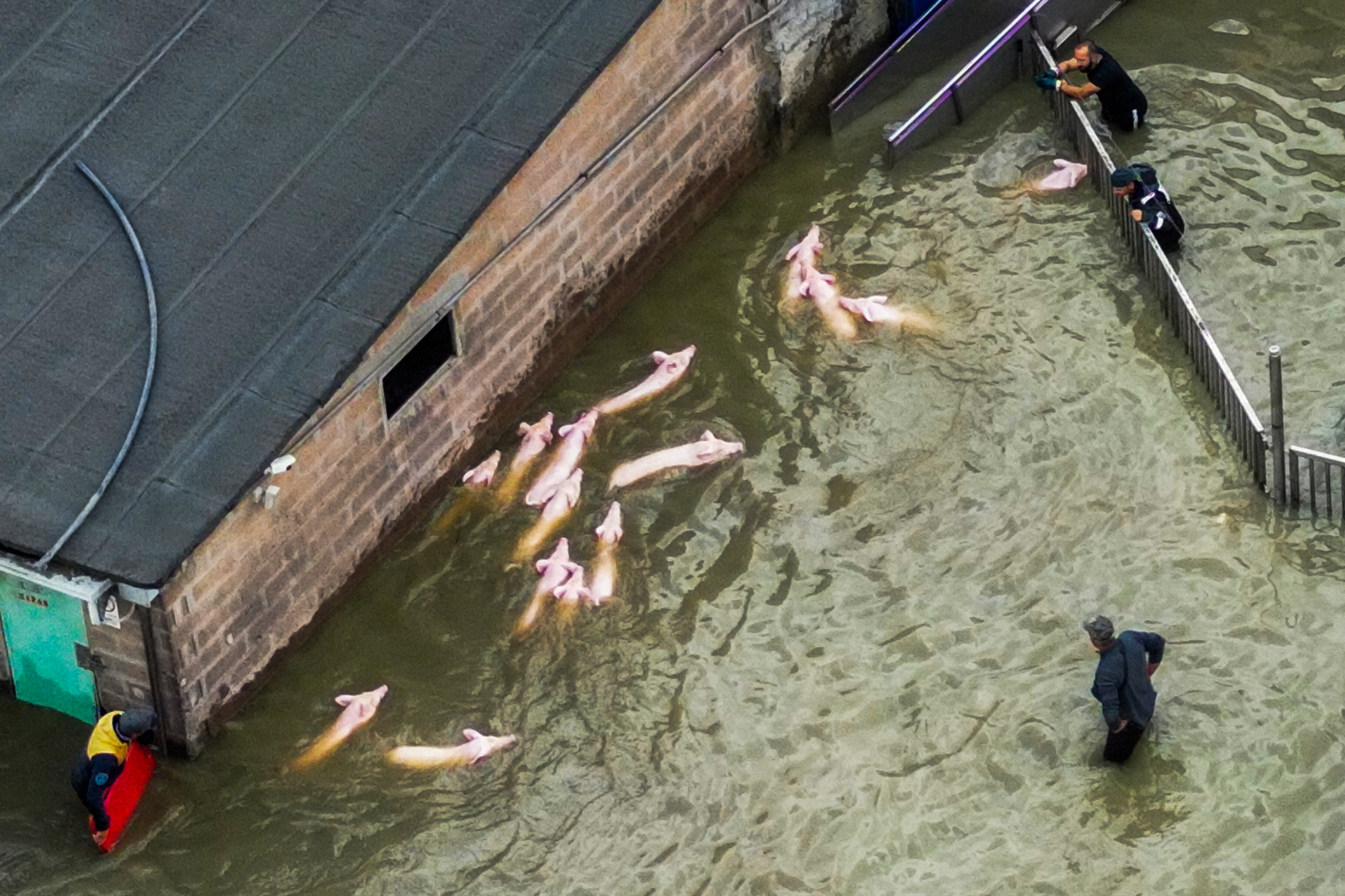 Una vista aérea muestra a los agricultores recogiendo cerdos para transportarlos fuera de su recinto inundado en una granja en la ciudad de Lugo el 18 de mayo de 2023 (Foto de Andreas SOLARO / AFP)