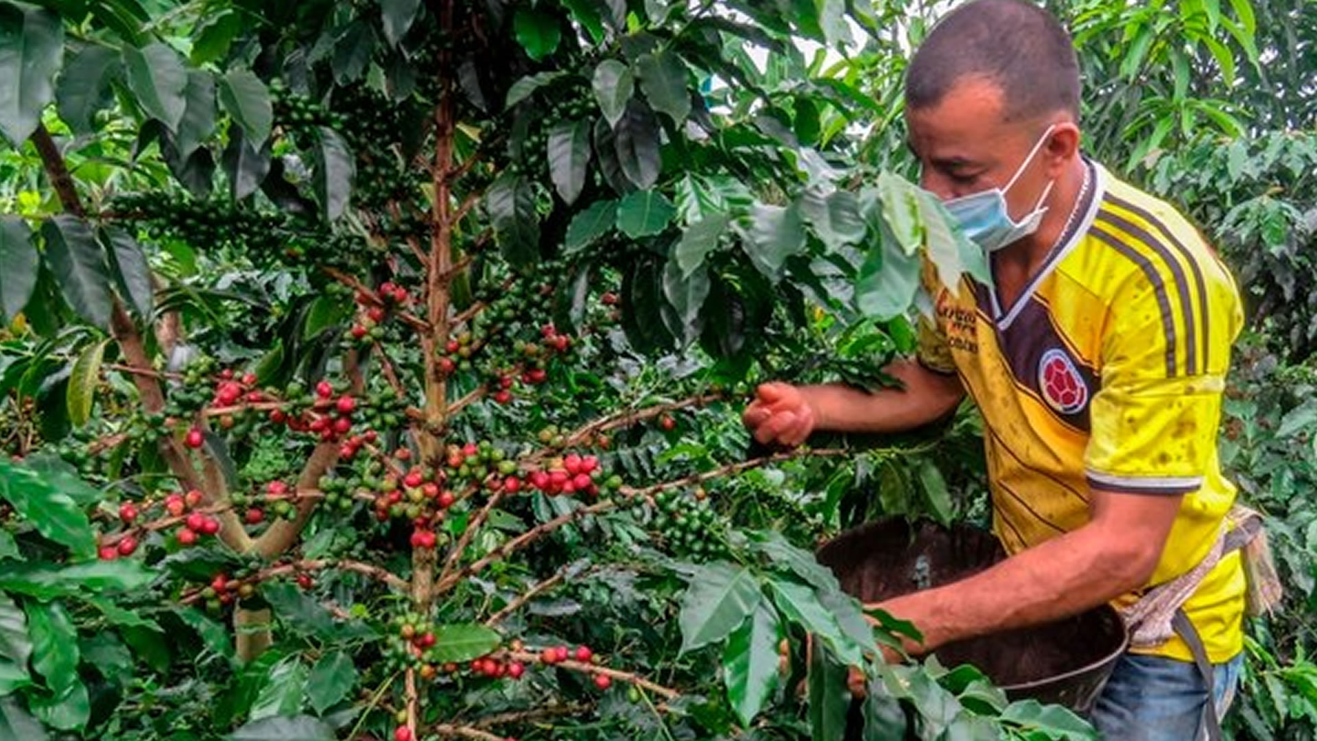 Un agricultor recolecta granos de café en una plantación en el municipio de La Tebaida, departamento de Quindío, Colombia, el 21 de mayo de 2020 (Fotografía: AFP)