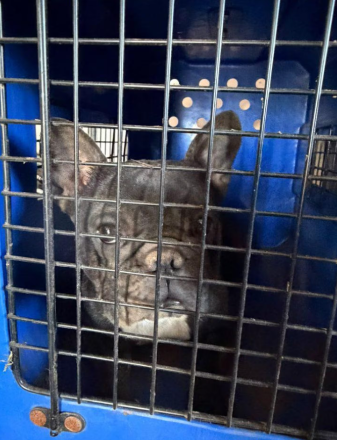 Rescataron m&aacute;s de 140 perros en criaderos de C&oacute;rdoba y hay dos imputados