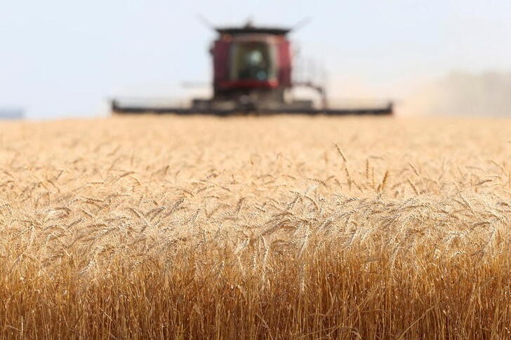 En medio del ataque de Rusia a Ucrania, volvieron a subir los precios internacionales del trigo. (REUTERS/Shannon VanRaes)