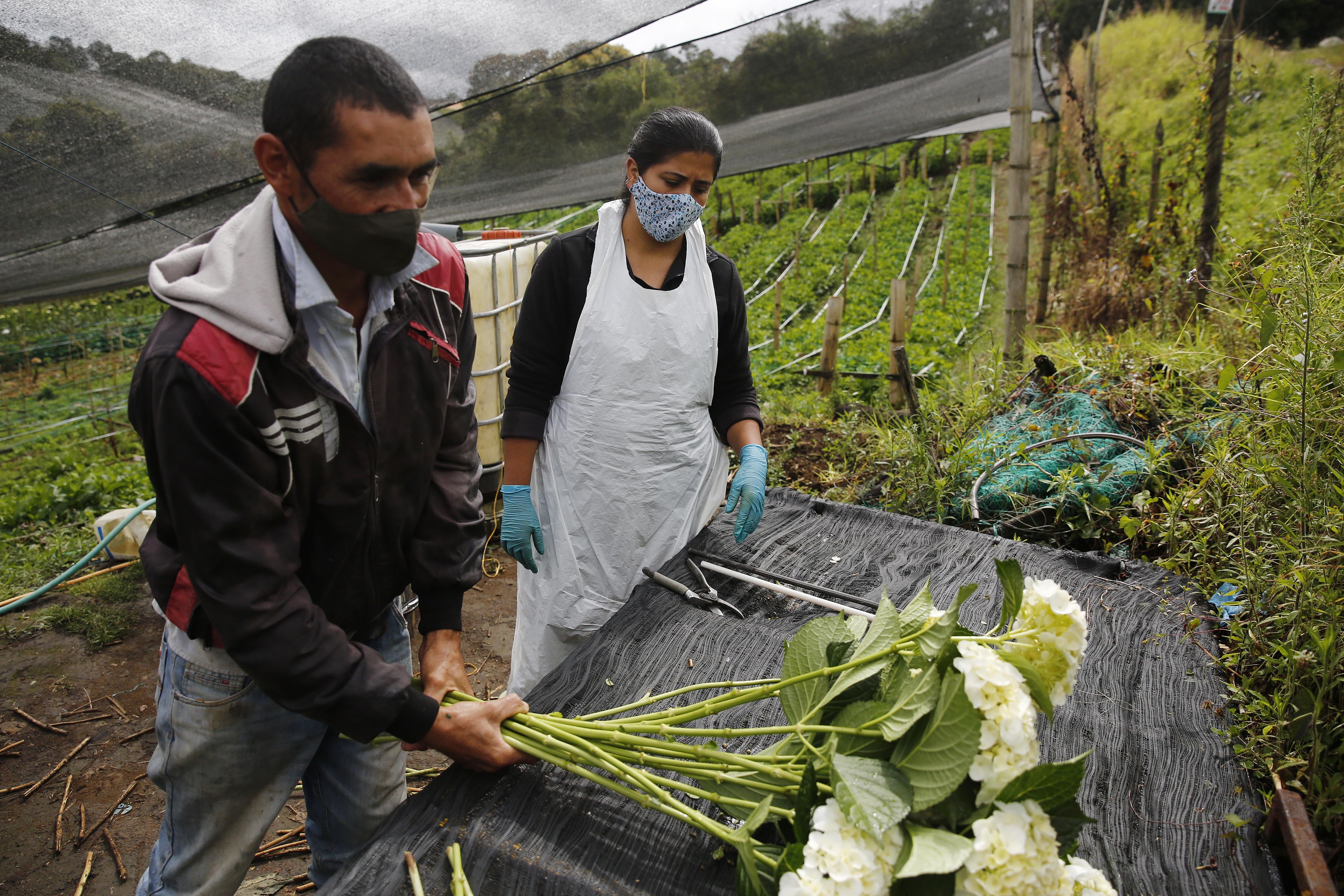 Agroempresa colombiana coquetea con sus hortensias en el mercado  internacional - Infobae
