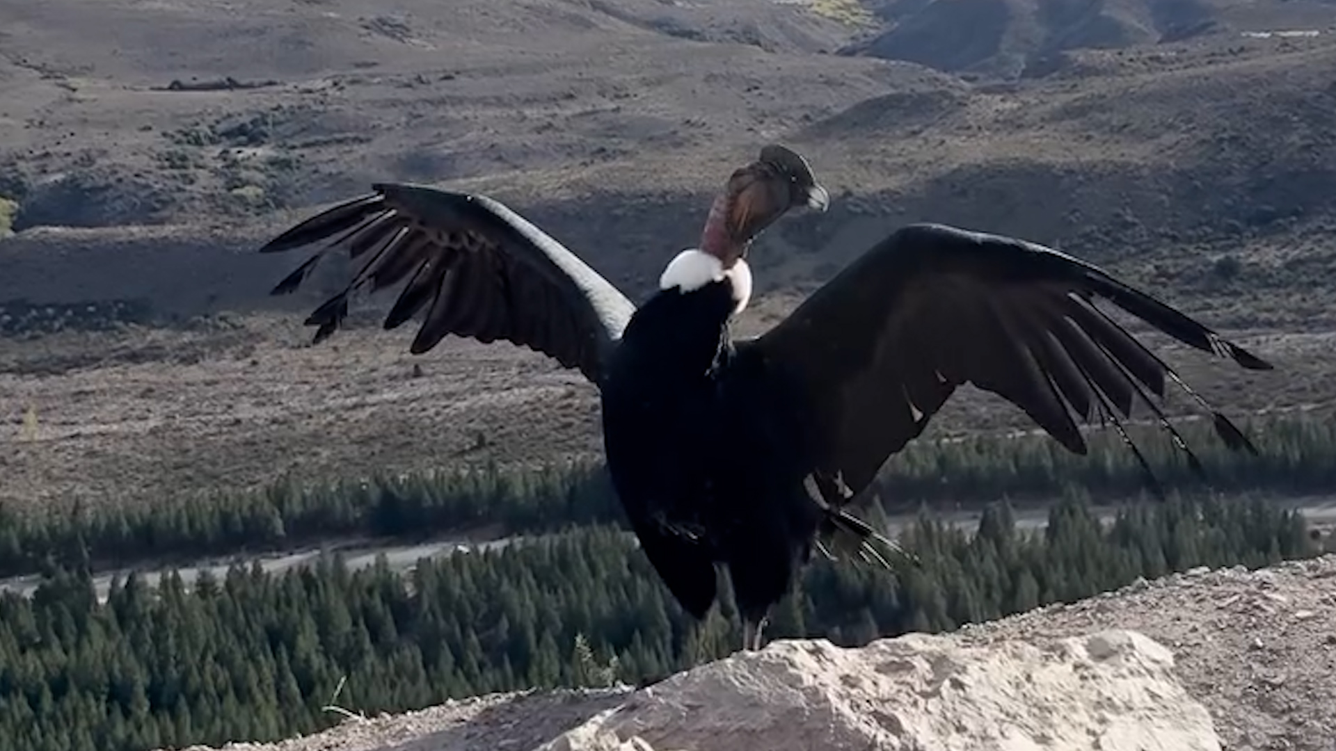 Liberaron en Esquel a un c&oacute;ndor andino: volvi&oacute; a su h&aacute;bitat natural tras pasar varios meses en recuperaci&oacute;n