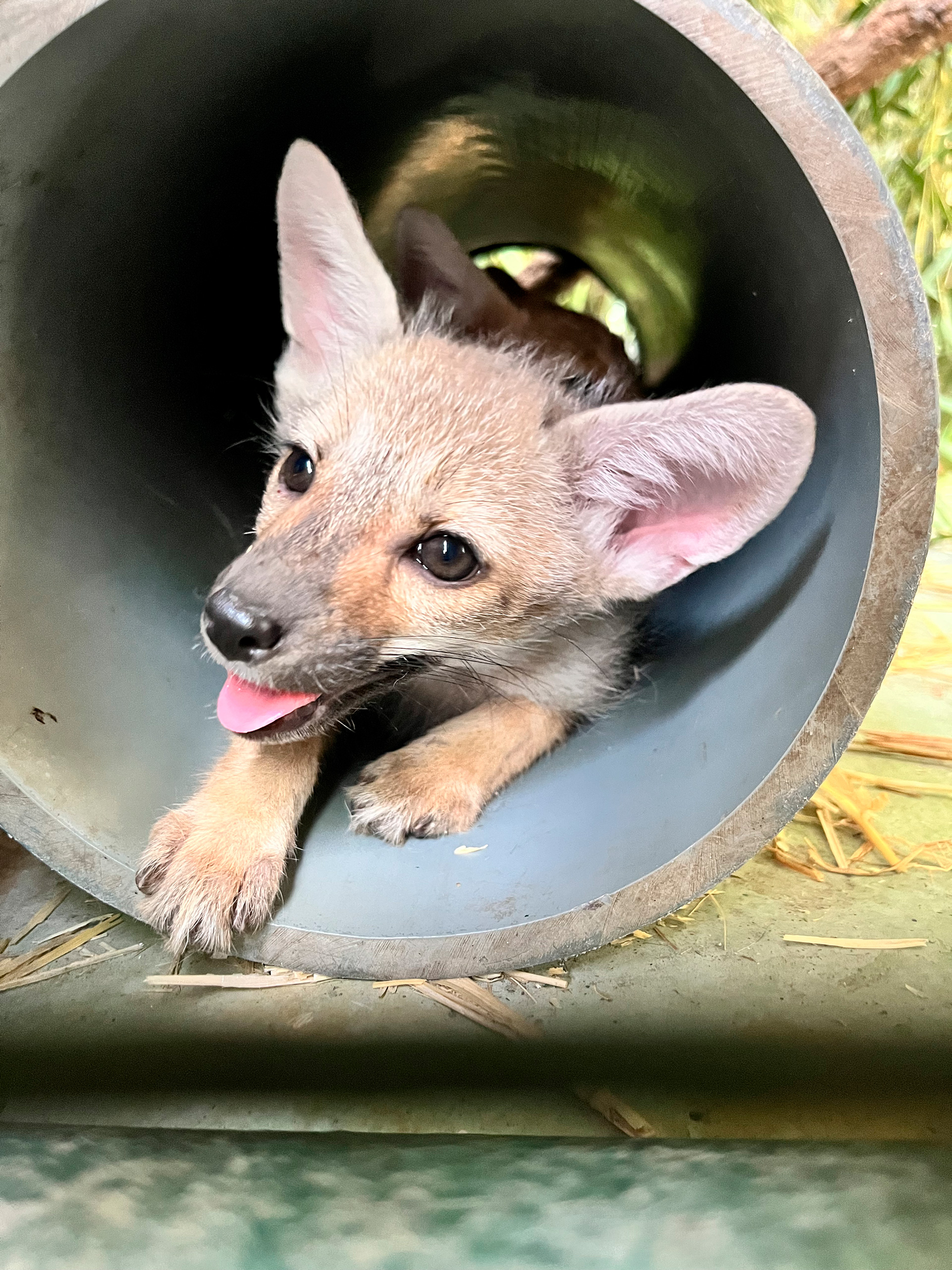 Un cachorro de zorro color gris fue hallado por unos niños y adoptados por una familia, que luego advirtió que no se trataba de un perro /  Gentileza: Temaikèn 
