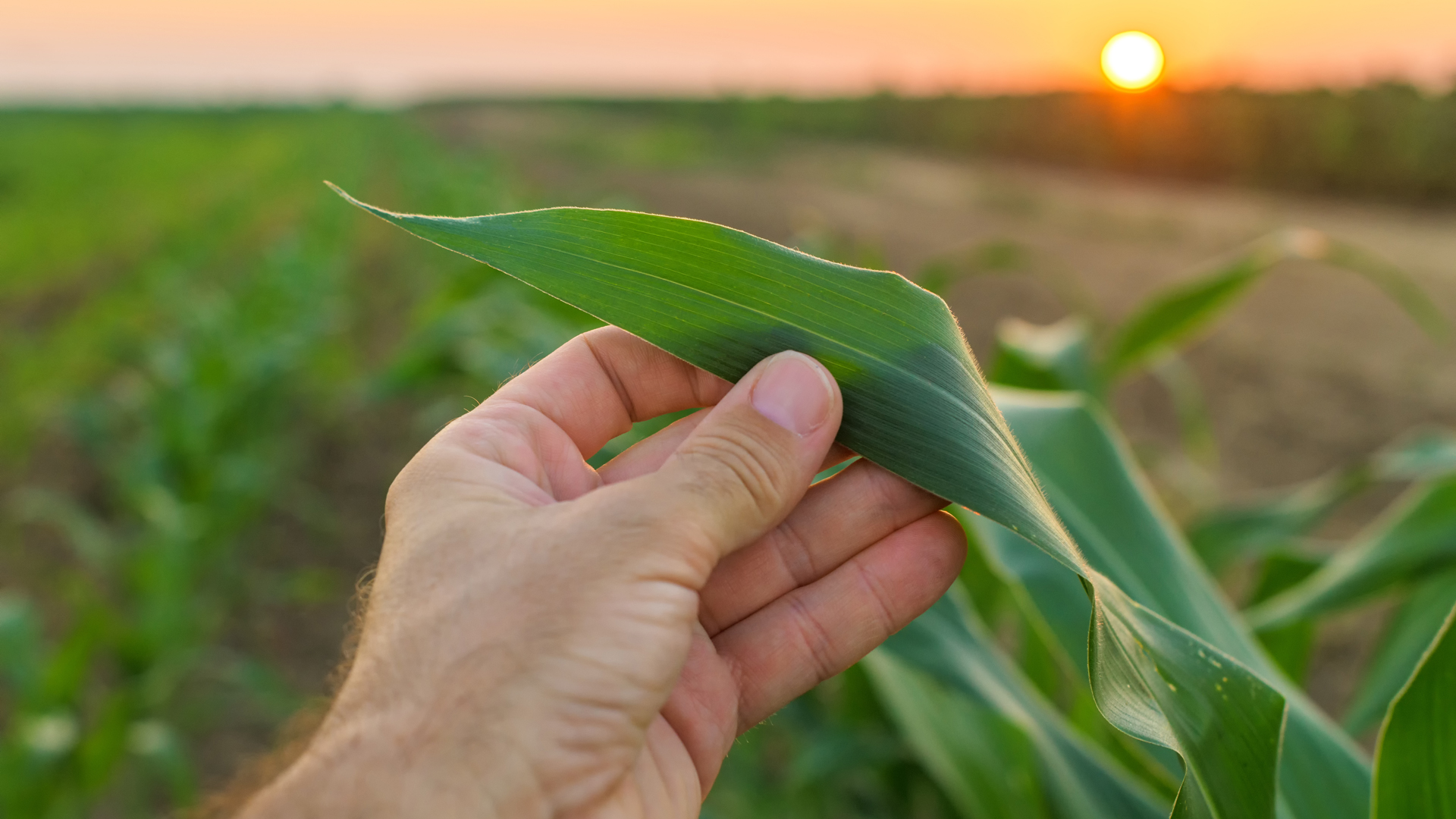 El maíz tardío es una de las innovaciones más relevantes del cultivo y de la producción agrícola de los últimos años