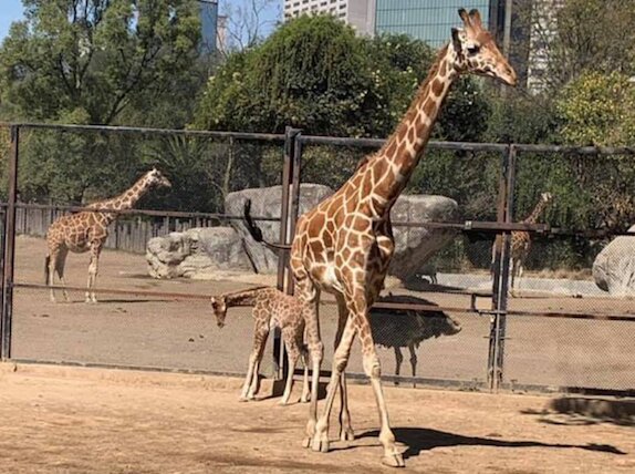 Chapultepec Zoo (Photo: Facebook@Claudia Sheinbaum)