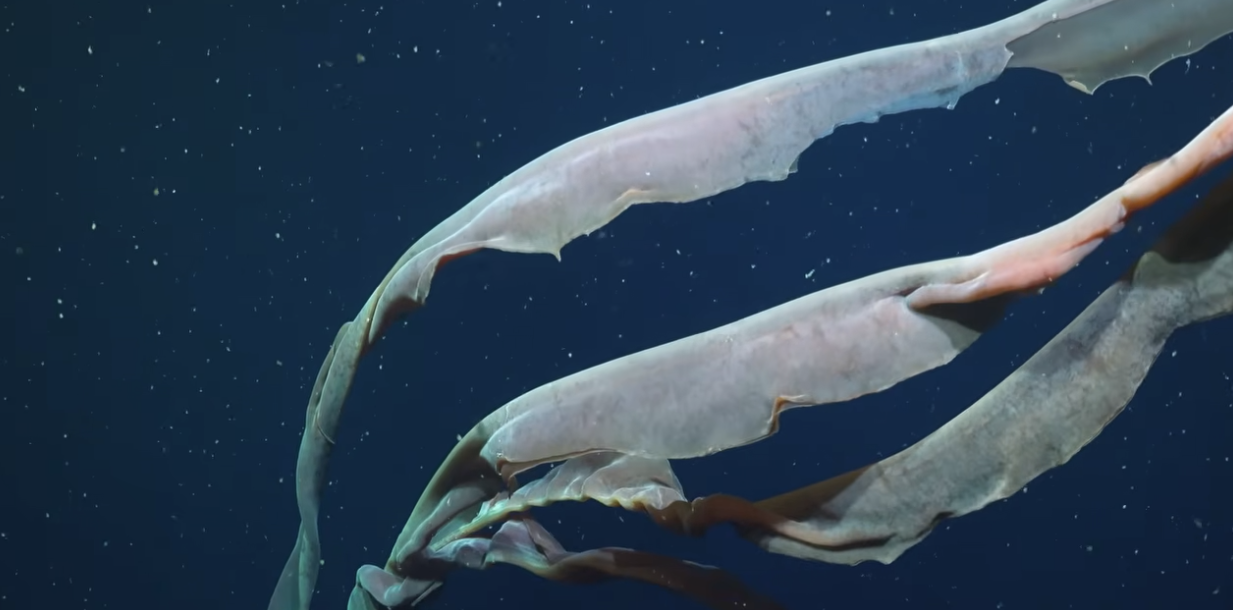 El caminante que rescata las casas porteñas más curiosas: el impulso que le dio el coronavirus y el barrio que tiene pendiente 