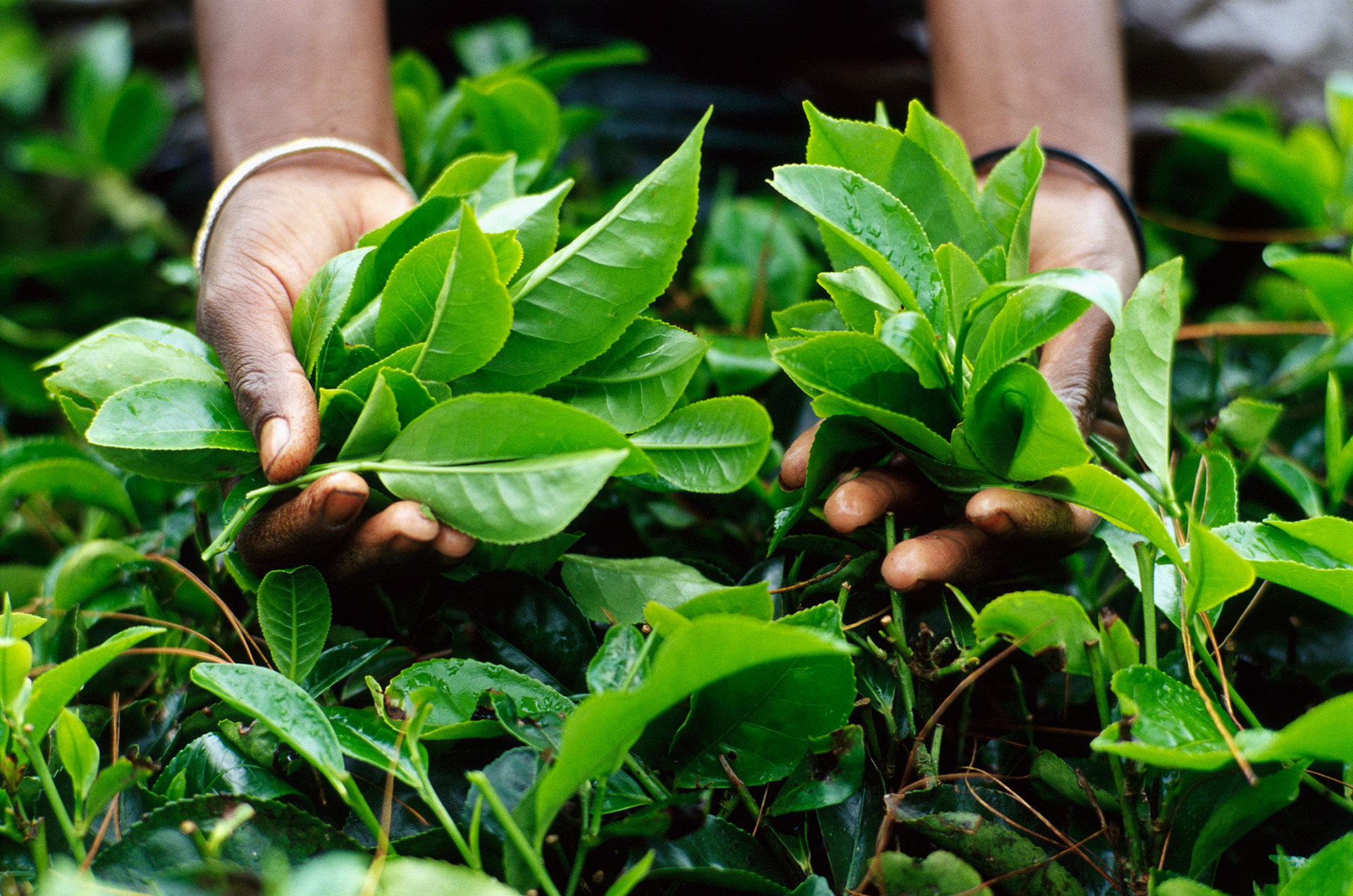 La planta Camelia sinensis es el ingrediente fundamental del té. Luego, los autores juegan con distintos perfiles aromáticos para crear productos finales auténticos (Getty)