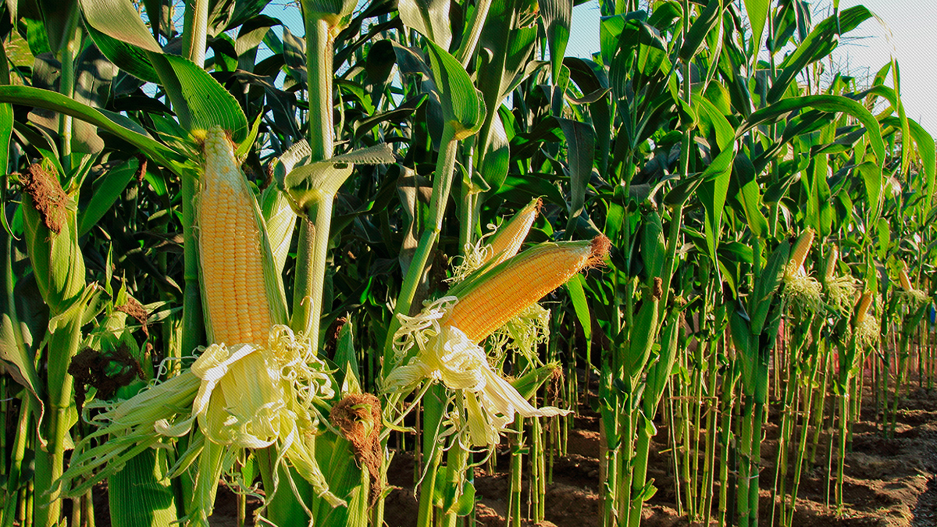 Según las proyecciones del gobierno, por primera vez en 20 años la cosecha de maíz superará a la de soja