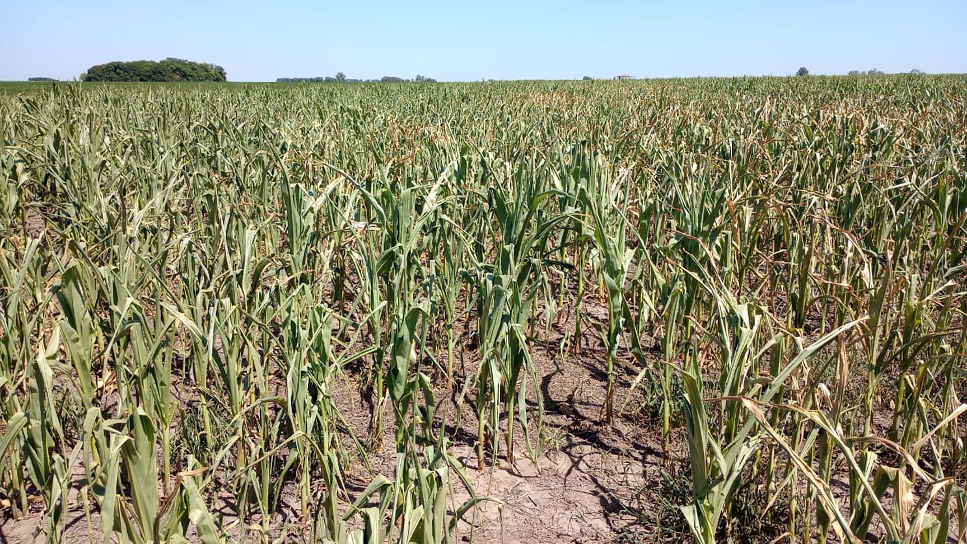 En el caso del maíz, se pronostican pérdidas importantes por la sequía 
