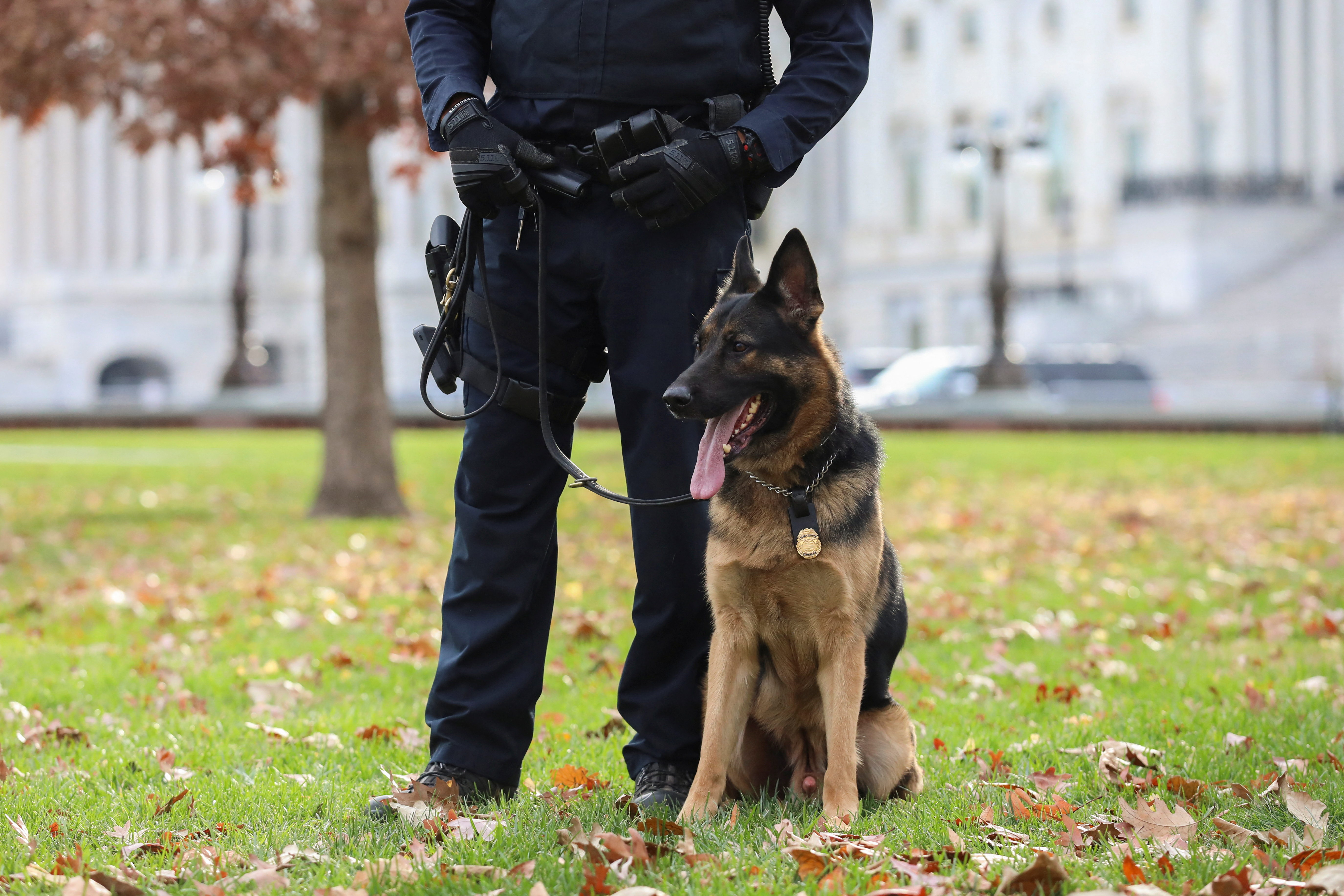 El pastor alemán es habitualmente parte de los cuerpos policiales. El psicólogo canino Stanley Coren explica las teorías sobre la inteligencia de los perros para aprender nuevas órdenes (REUTERS)